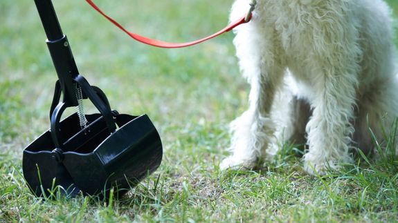 Expert Dog Waste Removal Services in Eureka, MT – The Poo Crew LLC