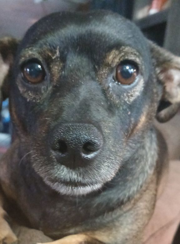 Reliable Dog Waste Removal Services in Eureka, MT