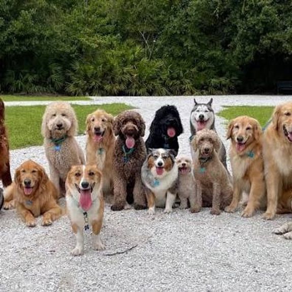 Pet-Friendly Solutions
