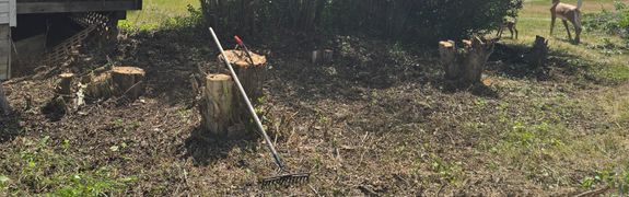 Expert Tree Removal & Trimming Services in Coronation, AB