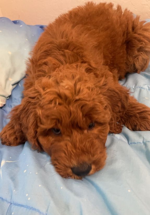 How are your puppies raised?