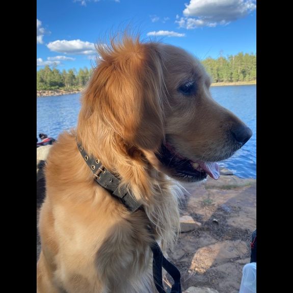 Lifelong Support for Puppy Owners