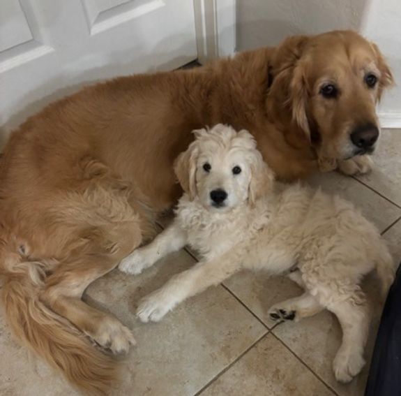 What breeds of puppies do you offer?