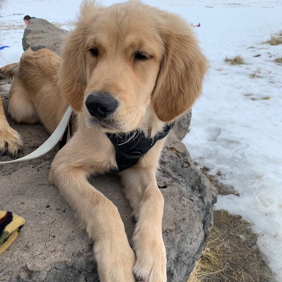 Discover Your Perfect Puppy with Copper State Doodles