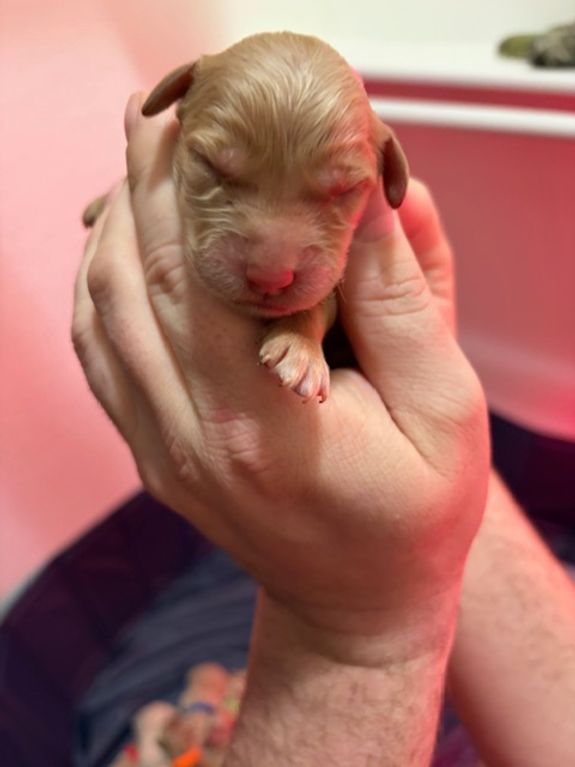 Can I visit the puppies before making a decision?