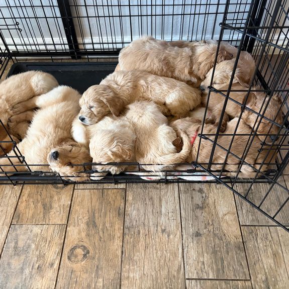 What is included with the purchase of a puppy?