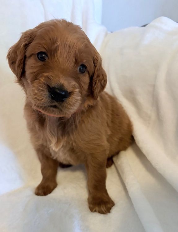 Family-Focused Environment