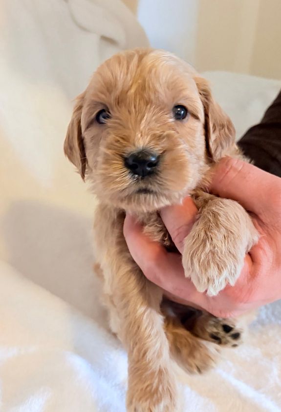 Temperament and Socialization