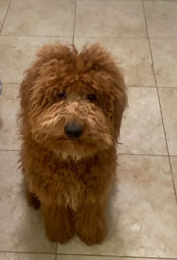 What support do you offer after I bring my puppy home?