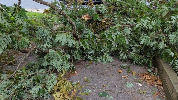 Transform Your Yard, Breathe Easy in Baltimore.