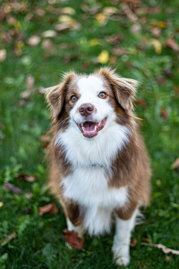 Are your cleaning solutions safe for my plants and pets?