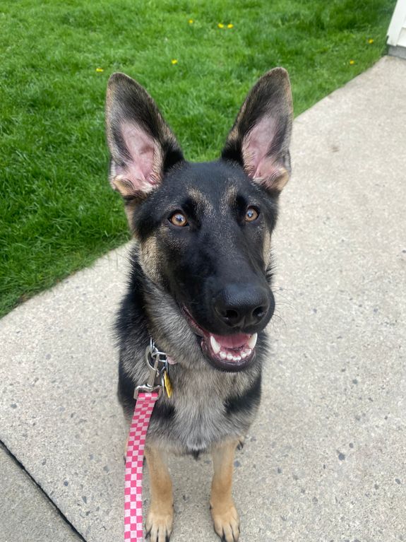 Dog Training