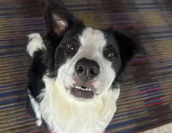 Dog Training