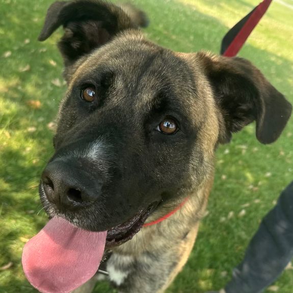 Professional In-Home Dog Training & Walking