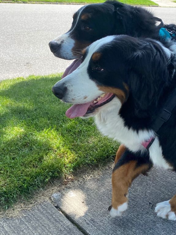 Dog Walking