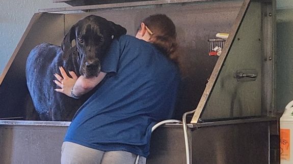 Bathe, wag, play, repeat.