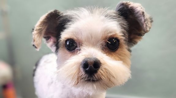 Exceptional Pet Grooming Services in Taylorsville, Kentucky