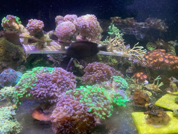 Coral Selection