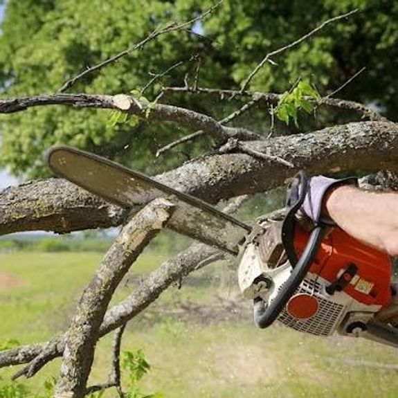 Tree Removal (up to 3 metres)