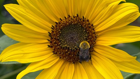 Coral Spa Secrets™ Official Update