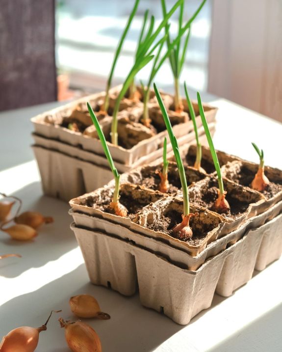 Onion Seeds