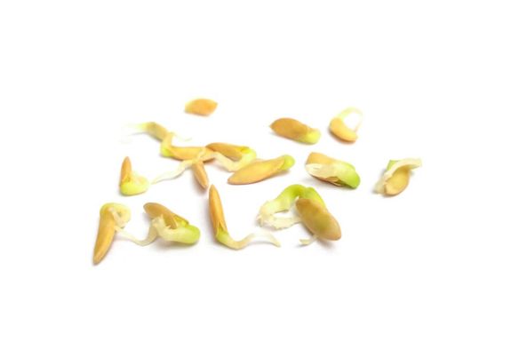 Cucumber Seeds