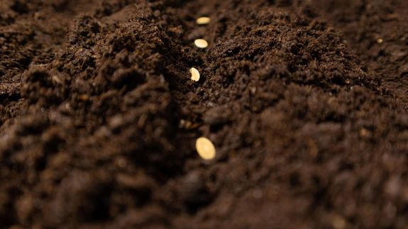 Harvest the Future with Quality Cucumber Seeds