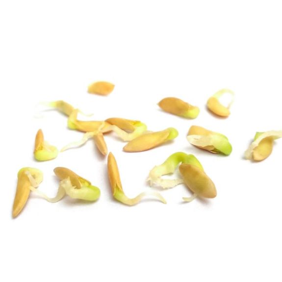 Cucumber Seeds