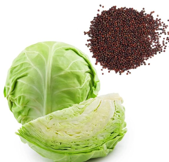 Cabbage Seeds