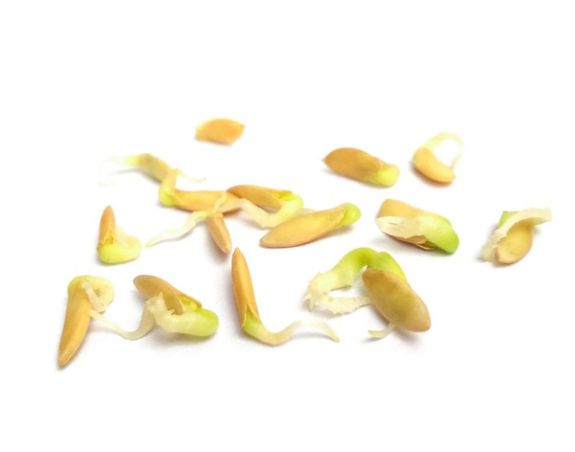 Cucumber Seeds