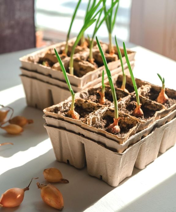 Onion Seeds