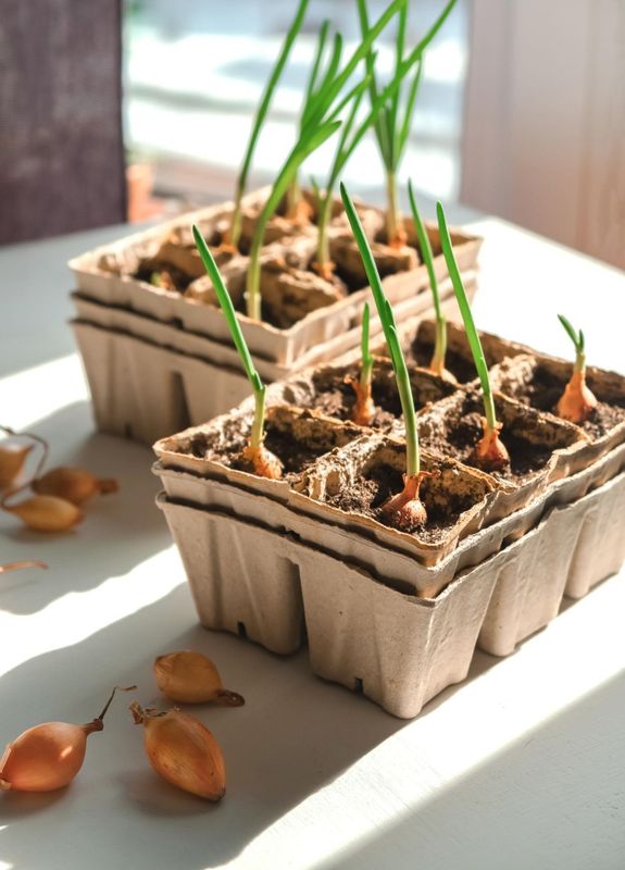Onion Seeds