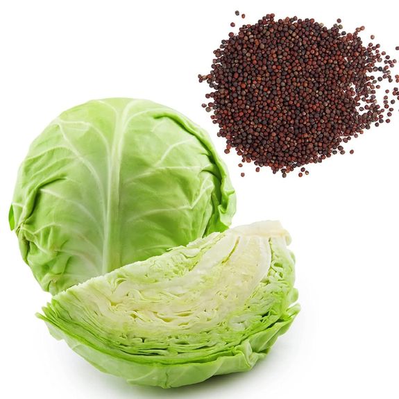 Cabbage Seeds