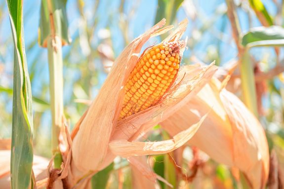 Hybrid Maize Seeds