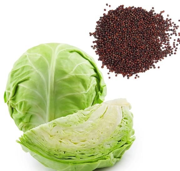 Cabbage Seeds