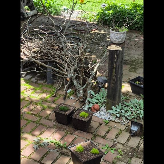 Yard Waste Clearance