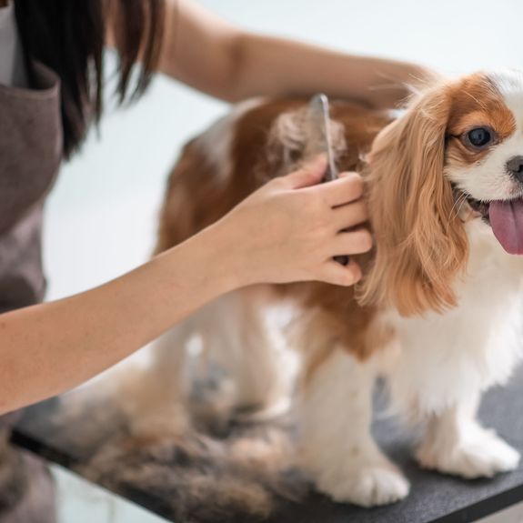 Full Grooming Package