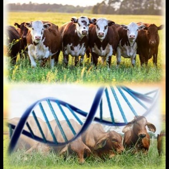 Livestock / Livestock Genetics