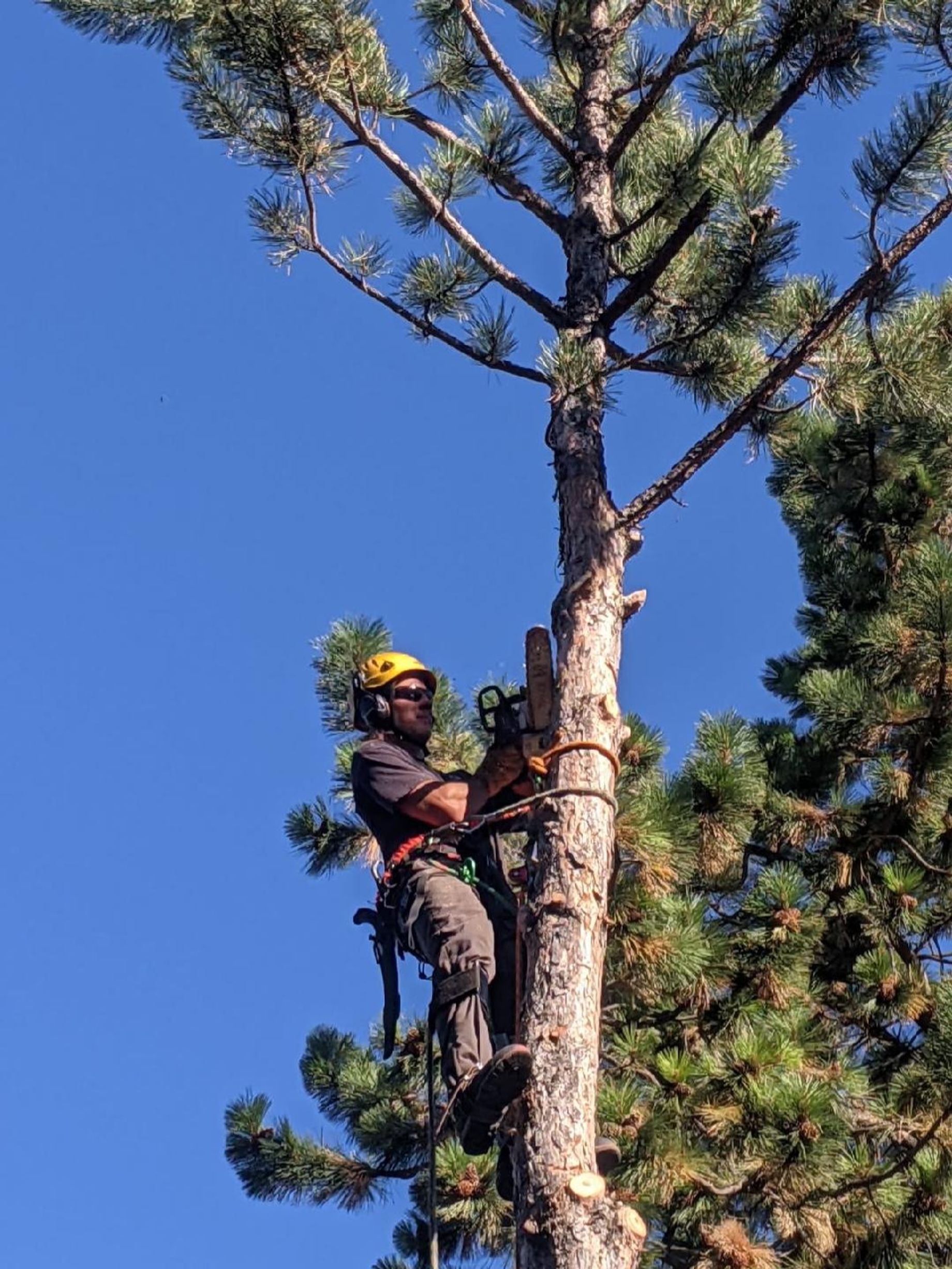 River Roots Tree Service LLC