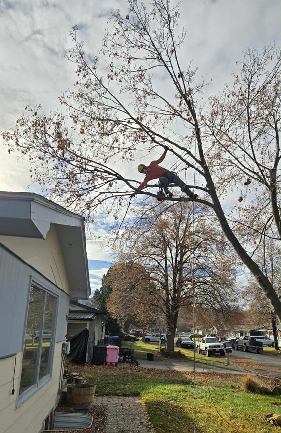 Expert Arborists at Your Service