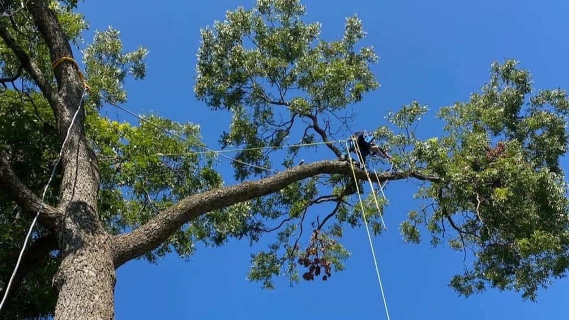 Tiny's Tree Service
