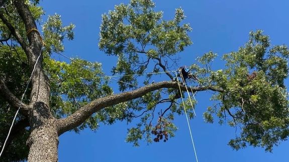 Expert Tree Service in Athens, AL – Trim, Remove, and Stump Grind with Tiny's Tree Service