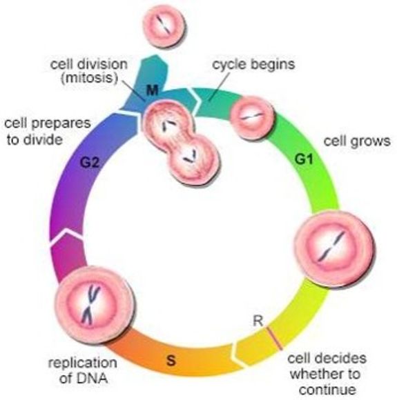 A Level Biology Tuition