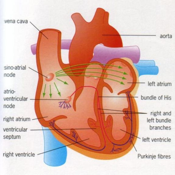 What topics are covered in the A Level Biology Tuition program?