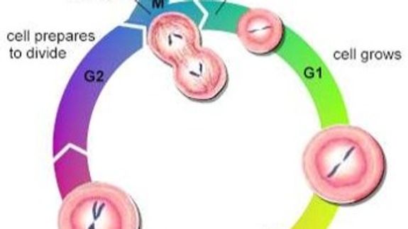 Achieve A Level Biology Mastery and exam success.