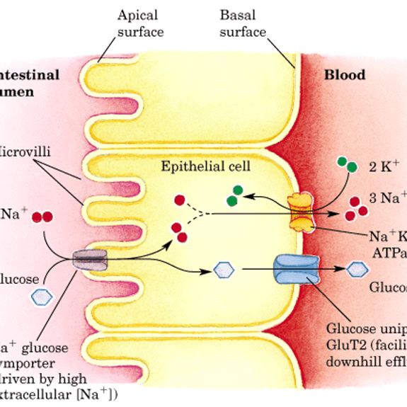 How can I sign up for A Level Biology Tuition?