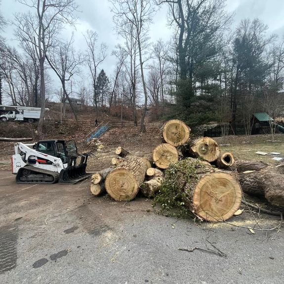 How do I know if a tree needs to be removed?