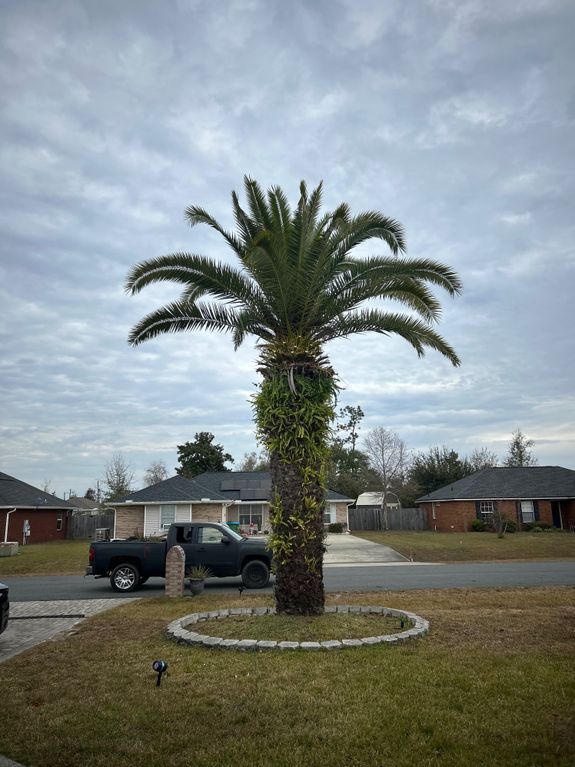 Palm Tree Trimming