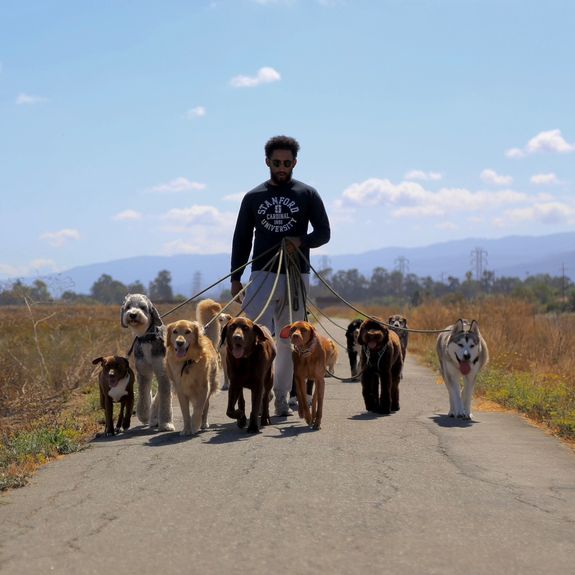 Engaging Dog Daycare