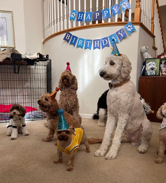 Experience Premium Dog Care & Training in Redwood City, CA